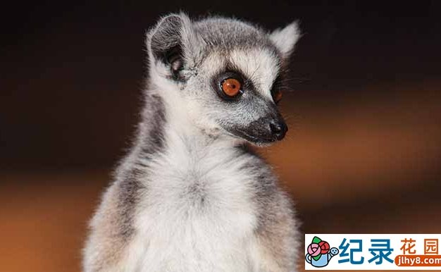 IMAX自然生态纪录片《狐猴岛 the Lemurs Island》全1集中字 TS/蓝光高清纪录片资源百度云盘下载