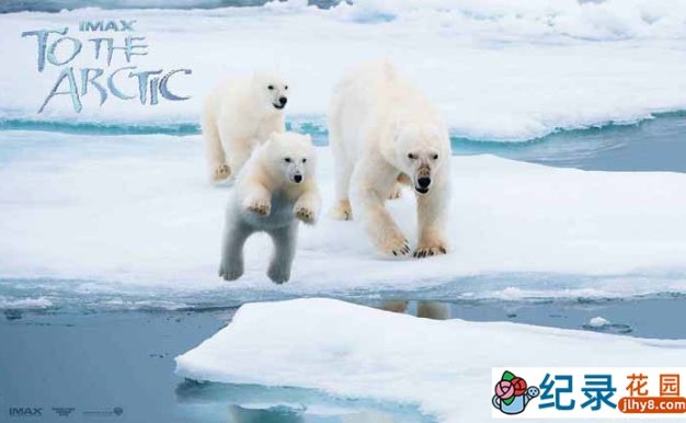 IMAX北极生态纪录片《到北极去 To the Arctic》全1集 720P/1080i高清纪录片百度云
