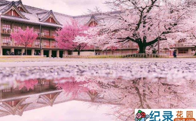 NHK日本国花纪录片《樱花树之恋 日本人和樱花的故事》全1集中字 720P/1080i高清纪录片资源百度云盘下载