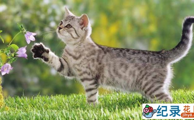 国家地理萌宠纪录片《猫谜 Cats-Caressing The Tiger 》全1集 标清纪录片百度云下载