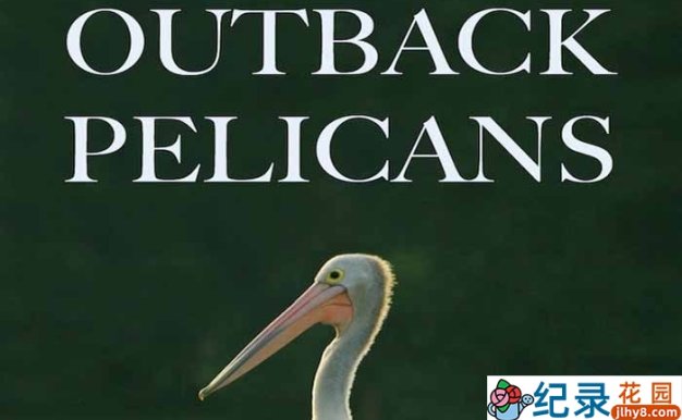 PBS自然生态纪录片《内陆鹈鹕 Outback Pelicans》全1集 720P/1080i纪录片资源百度云盘下载