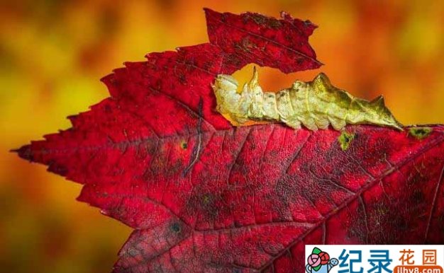 IMAX自然生态纪录片《地球最壮观的景色 Earth’s Greatest Spectacles》全3集 720P/1080i纪录片资源百度云盘下载