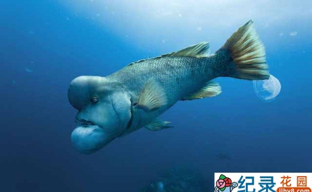 迪士尼保护自然生物纪录片《海洋 Oceans 2009》全1集 720P/1080i高清纪录片百度云下载