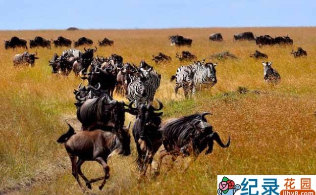 野生动物保护纪录片《方舟后裔 The Heirs to the Ark》全6集 720P/1080i高清纪录片资源百度云盘下载