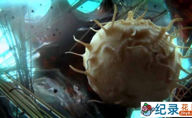 BBC免疫系统科普纪录片《神秘旅行 细胞内部之旅 Secret Universe Journey Inside the Cell》全1集 720P/1080i高清纪录片资源百度云盘下载