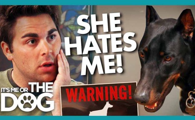 生活妙招纪录片《调教宠物狗技巧》第1季全20集中字 纪录片解说素材百度云盘下载 1080/MP4/49.4G