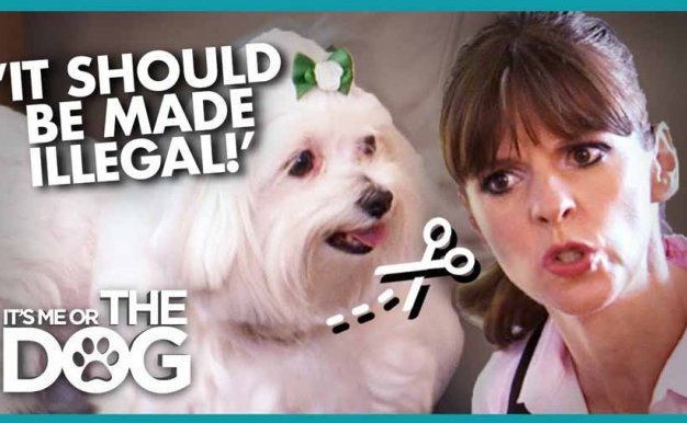 生活妙招纪录片《调教宠物狗技巧》第2季全20集中字 纪录片解说素材百度云盘下载 1080/MP4/48.4G