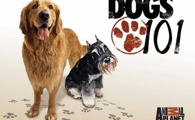 宠物狗指南纪录片《狗狗101全纪录 Dogs 101》第3季全5集中字 纪录片解说素材百度云盘下载 1080/MP4/12.3G