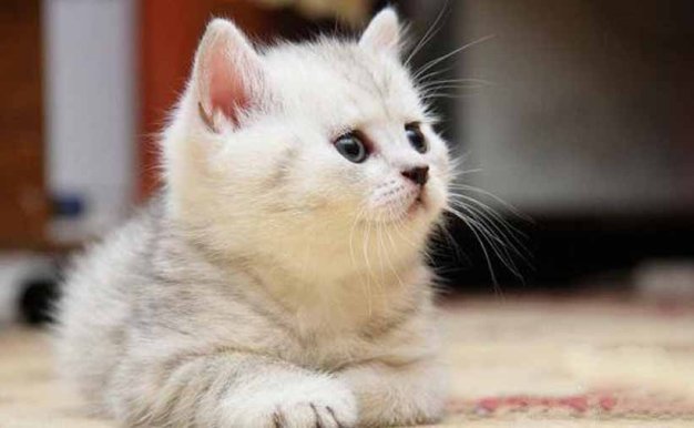 喵星人百科纪录片《猫咪101 Cats 101》第2季全3集中字 纪录片解说素材百度云盘下载 1080/MP4/7.59G