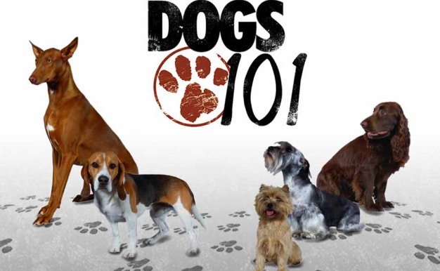 宠物狗指南纪录片《狗狗101全纪录 Dogs 101》第4季全4集中字 纪录片解说素材百度云盘下载 1080/MP4/5.56G