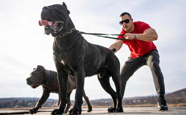 宠物狗指南纪录片《狗狗101全纪录 Dogs 101》第2季全9集中字 纪录片解说素材百度云盘下载 1080/MP4/12.4G