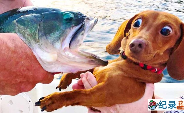 宠物趣味行为纪录片《搞笑动物集锦》第2季全18集中字 纪录片解说素材百度云盘下载 1080/MKV/22.6G