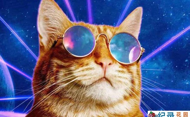 宠物趣味行为纪录片《搞笑动物集锦》第1季全16集中字 纪录片解说素材百度云盘下载 1080/MKV/19.3G