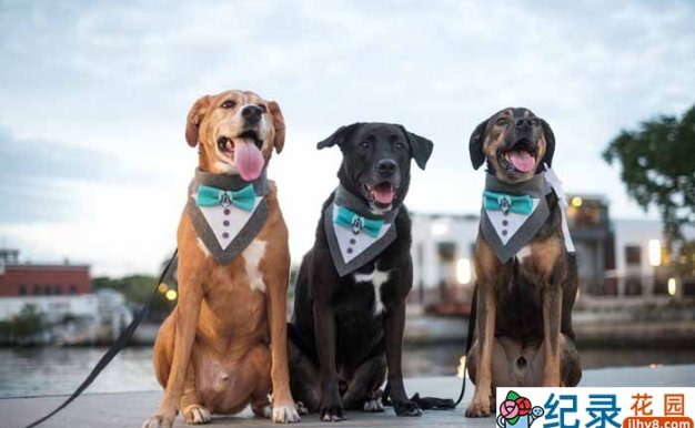 混血宠物纪录片《狗狗身世大揭秘》全1集中字 TS/蓝光高清纪录片资源百度云盘下载