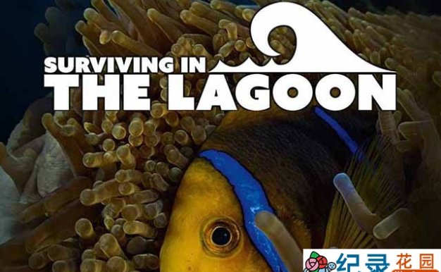 央视海洋生态纪录片《潟湖生命之旅 Surviving in the Lagoon》全1集 TS/蓝光高清纪录片资源百度云盘下载