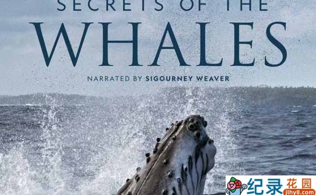 迪士尼海洋生物纪录片《鲸鱼的秘密 Secrets of the Whales》全4集中字 4K高清纪录片资源百度云盘下载