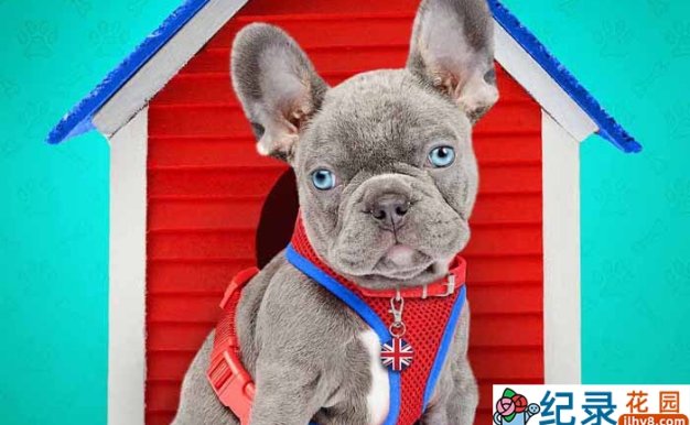 收养流浪狗纪录片《狗狗之家》第1-3季原版无字 1080P高清自媒体解说素材百度云盘下载