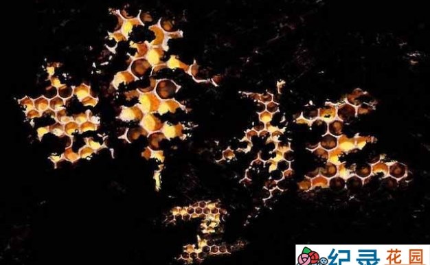 央视环境保护纪录片《蜜蜂危机 蜂狂2》全1集 TS/蓝光高清纪录片资源百度云盘下载