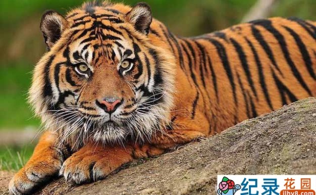 BBC猛兽纪录片《最后的苏门答腊虎 Sumatra’s Last Tiger》全6集中字 TS/蓝光高清纪录片资源百度云盘下载