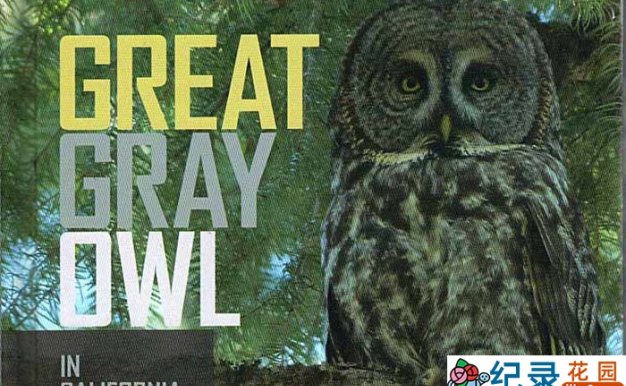 BBC猫头鹰纪录片《追声猎手:乌林鸮 Acoustic Predators Great Gray Owls》全1集中字 TS/蓝光高清纪录片资源百度云盘下载