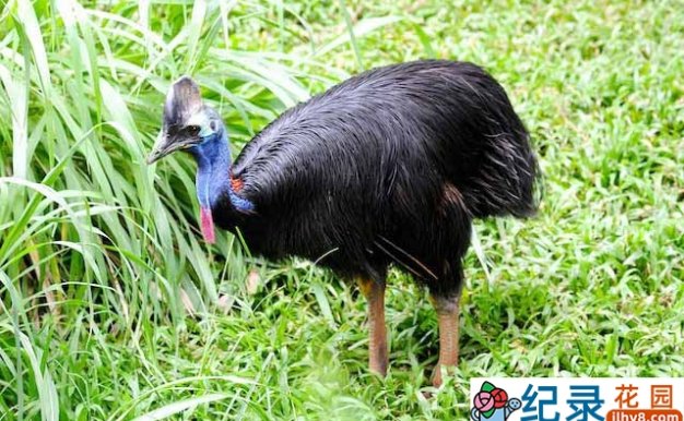 BBC食火鸡研究纪录片《鹤鸵 Cassowaries》全1集原版无字 标清纪录片资源百度云盘下载