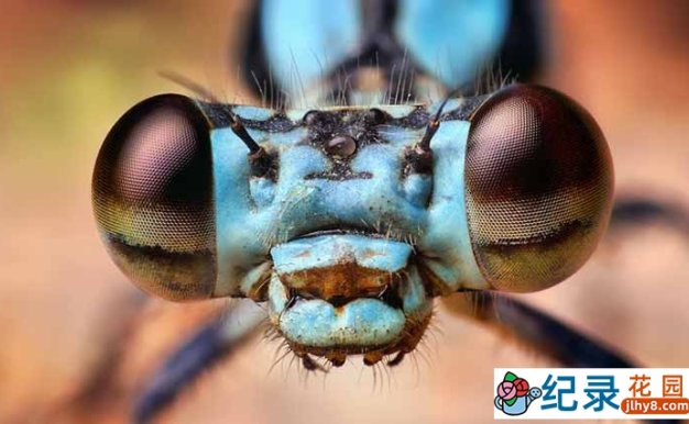 央视昆虫研究纪录片 《昆虫的隐秘世界 Macro Worlds》全3集 TS/蓝光高清纪录片资源百度云盘下载