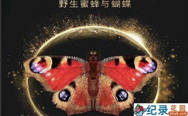 央视昆虫纪录片《太阳之子:野生蜜蜂与蝴蝶》全2集 TS/蓝光高清纪录片资源百度云盘下载