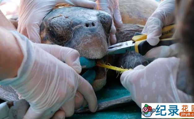 拯救海龟纪录片《拔出误食的鱼钩》全1集中字 720P/1080i高清纪录片资源百度云盘下载