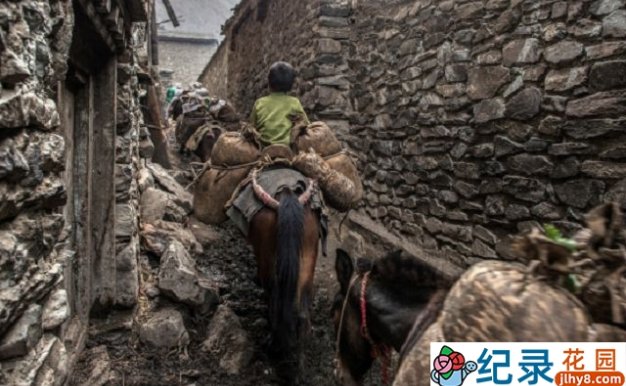 历史人文纪录片《中国民间生存实录 最后的马帮》全3集 标清纪录片资源百度云盘下载