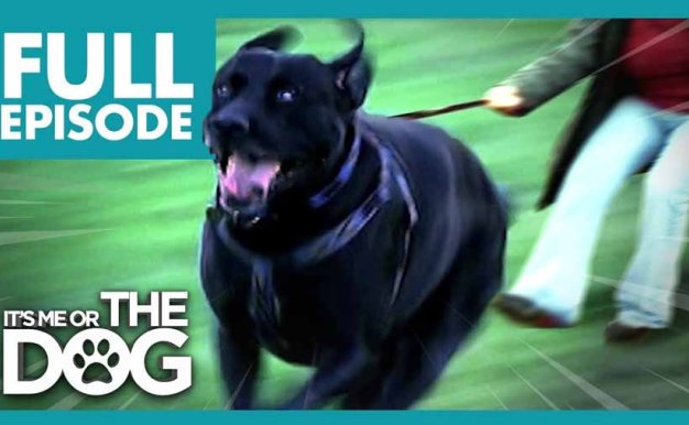 生活妙招纪录片《调教宠物狗技巧》第3季全12集中字 纪录片解说素材百度云盘下载 1080/MP4/29.6G