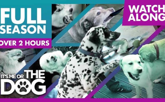 生活妙招纪录片《调教宠物狗技巧》第4季全10集中字 纪录片解说素材百度云盘下载 1080/MP4/24.7G