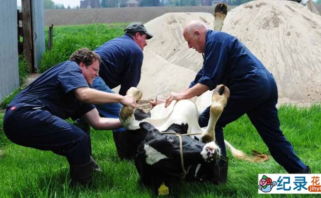 国家地理妙手兽医纪录片《动物神医 The Incredible Dr.Pol》第4季全10集中字 纪录片解说素材百度云盘下载 1080/MKV/26.8G