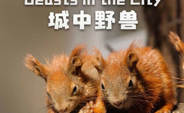 城市生态纪录片《城中野兽 Beasts in the City》全1集中字 纪录片资源百度云盘下载 1080P/MP4/2.12G