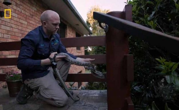 国家地理毒蛇清理纪录片《澳大利亚捕蛇人 Aussie Snake Wranglers》第2季全12集中字 纪录片解说素材百度云盘下载 1080P/MKV/11G