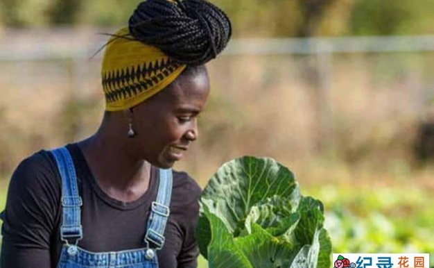 其他自然风光纪录片《自家种植 第一季 / Homegrown season 1》-纪录片资源1080P/720P/360P高清标清网盘迅雷下载