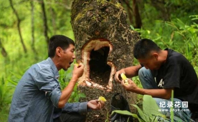 捅马蜂窝纪录片《马蜂猎人》第3季原版无字 1080P高清自媒体解说素材百度云盘下载