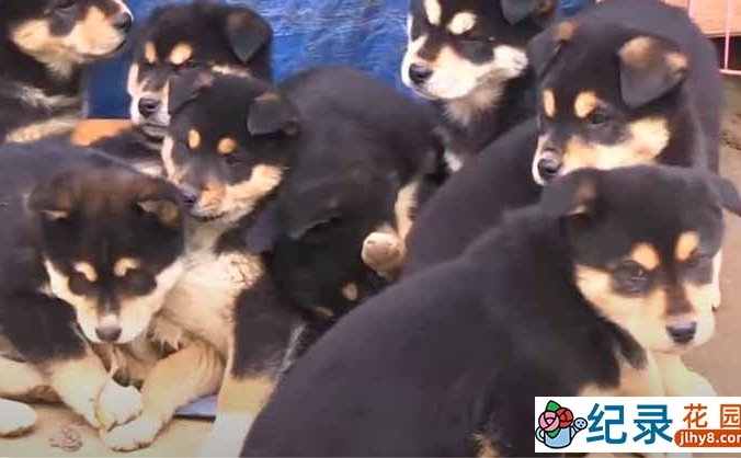 趣味动物行为纪录片《TV动物农场 精选完整版》第5季中字 1080高清纪录片解说素材百度云盘下载