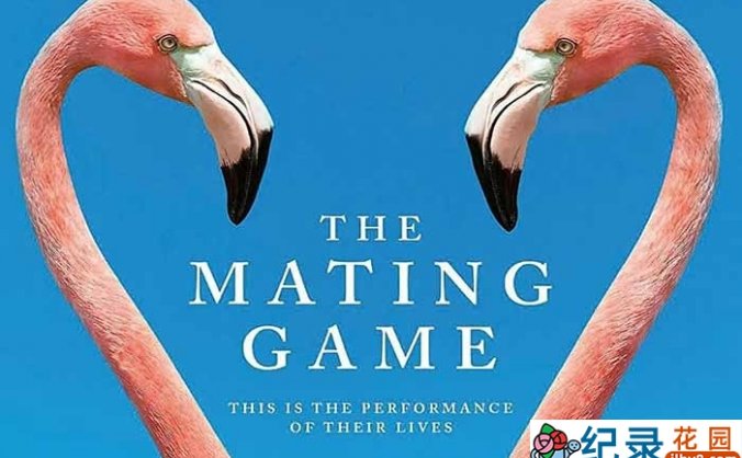野生动物繁殖纪录片《求偶游戏 The Mating Game》全6集中字 4K高清纪录片资源百度云盘下载