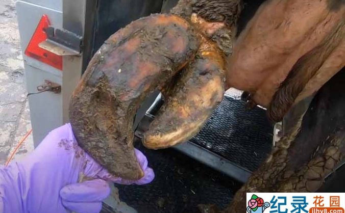 解压治愈纪录片《修剪牛蹄》第4季中字 1080高清纪录片解说素材百度云盘下载