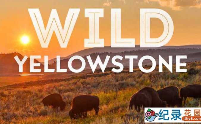 国家地理自然生态纪录片《野性黄石公园 Wild Yellowstone》全2集 720P/1080i高清纪录片百度云下载