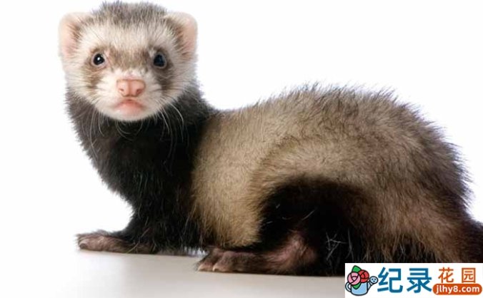 PBS宠物纪录片《宠物貂竞技大赛掠影 Ferrets: The Pursuit of Excellence》全1集原版无字 720P纪录片资源百度云盘下载