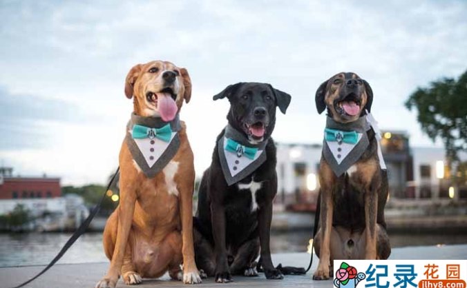 混血宠物纪录片《狗狗身世大揭秘》全1集中字 TS/蓝光高清纪录片资源百度云盘下载