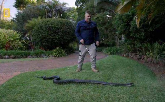 国家地理毒蛇清理纪录片《澳大利亚捕蛇人 Aussie Snake Wranglers》第1季全16集中字 纪录片解说素材百度云盘下载 1080P/MKV/16.7G