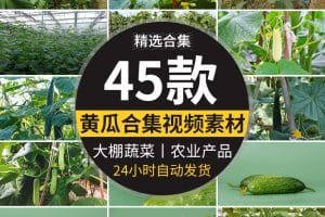 新鲜蔬菜水果黄瓜大棚种植黄瓜架农业产品特写高清实拍短视频素材