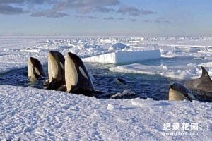 BBC南北极科考纪录片《冰冻星球 Frozen Planet》全8集珍藏版 720P/1080P高清纪录片资源百度云盘下载