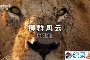 央视捕食者纪录片《狮群风云 Pride》全2集 TS/蓝光高清纪录片资源百度云盘下载
