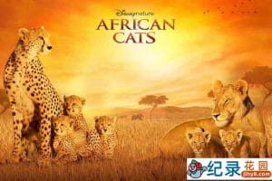 迪士尼自然生物纪录片《非洲猫科 African Cats 2011》全1集 720P/1080i高清纪录片资源百度云盘下载