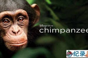 迪士尼自然生物纪录片《黑猩猩 Chimpanzee 2012》全1集 720P/1080i高清纪录片资源百度云盘下载