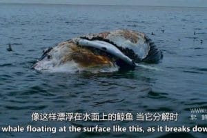 被咬之后 After the Bite