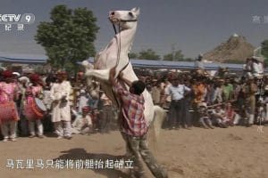 马的魅力 Im Bann der Pferde